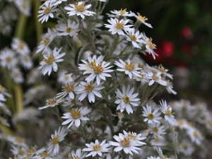 Vivers Càrex - Olearia scilloniensis